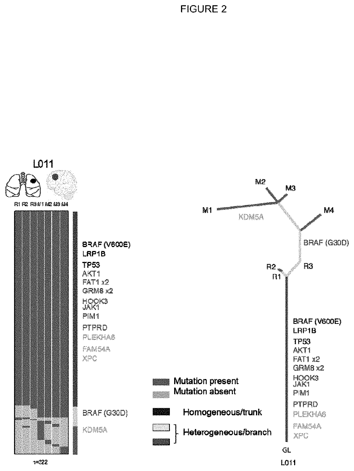 Neo-antigen specific t cells