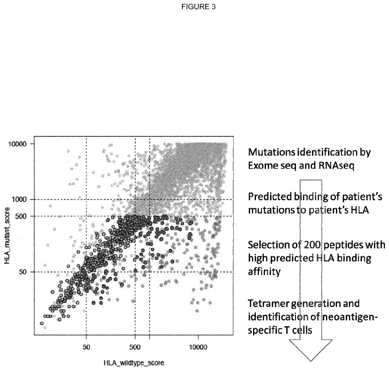 Neo-antigen specific t cells