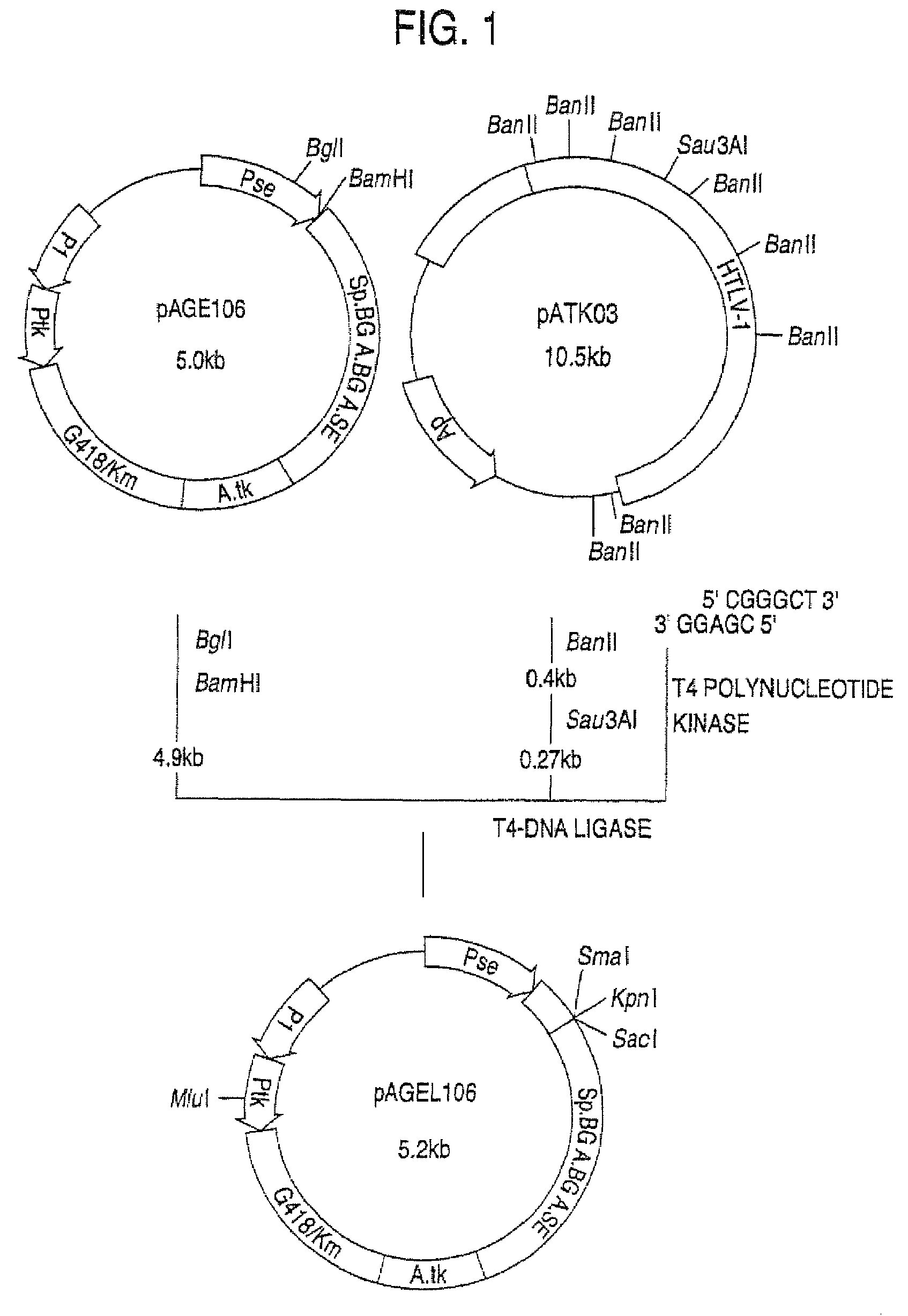 Α-1,3-fucosyltransferase