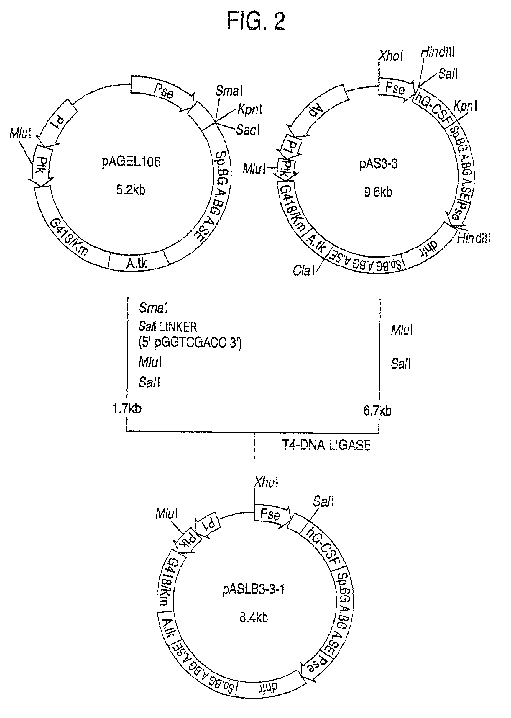 Α-1,3-fucosyltransferase