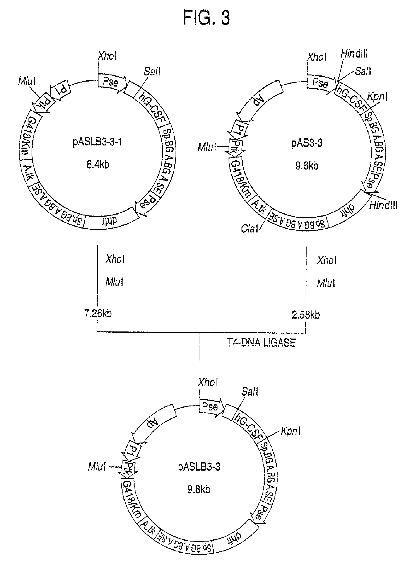 Α-1,3-fucosyltransferase