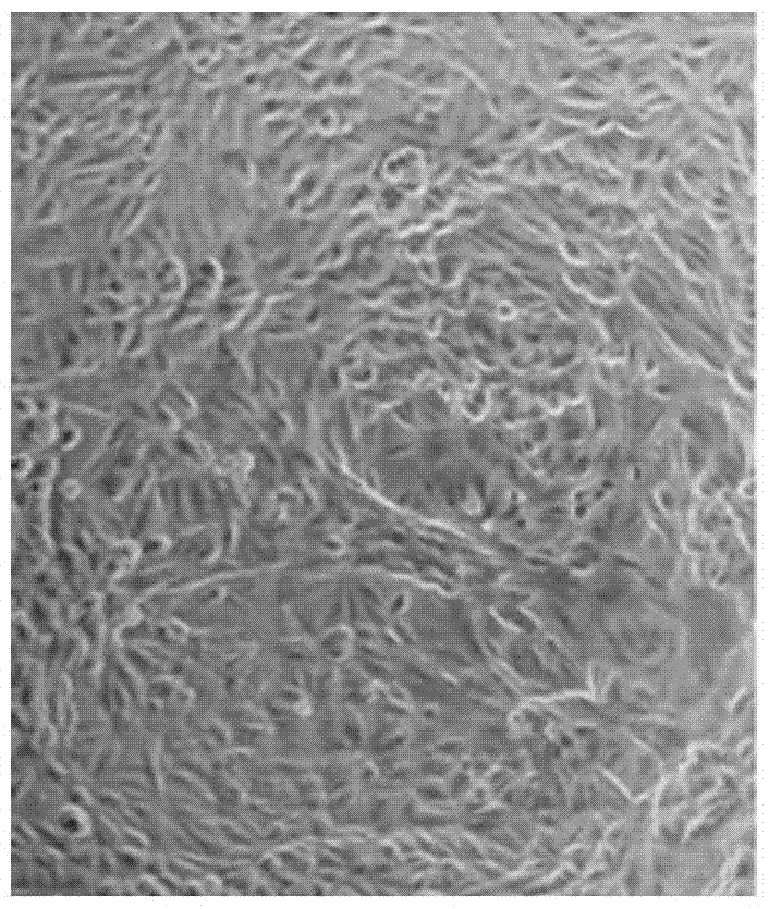 Pasteurella septica toxin recombinant protein and its application