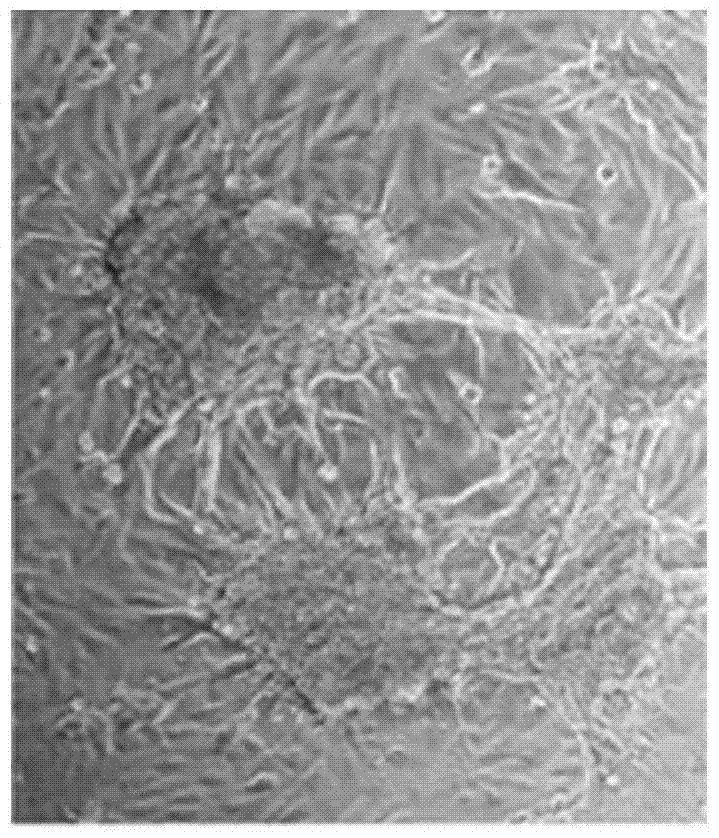 Pasteurella septica toxin recombinant protein and its application