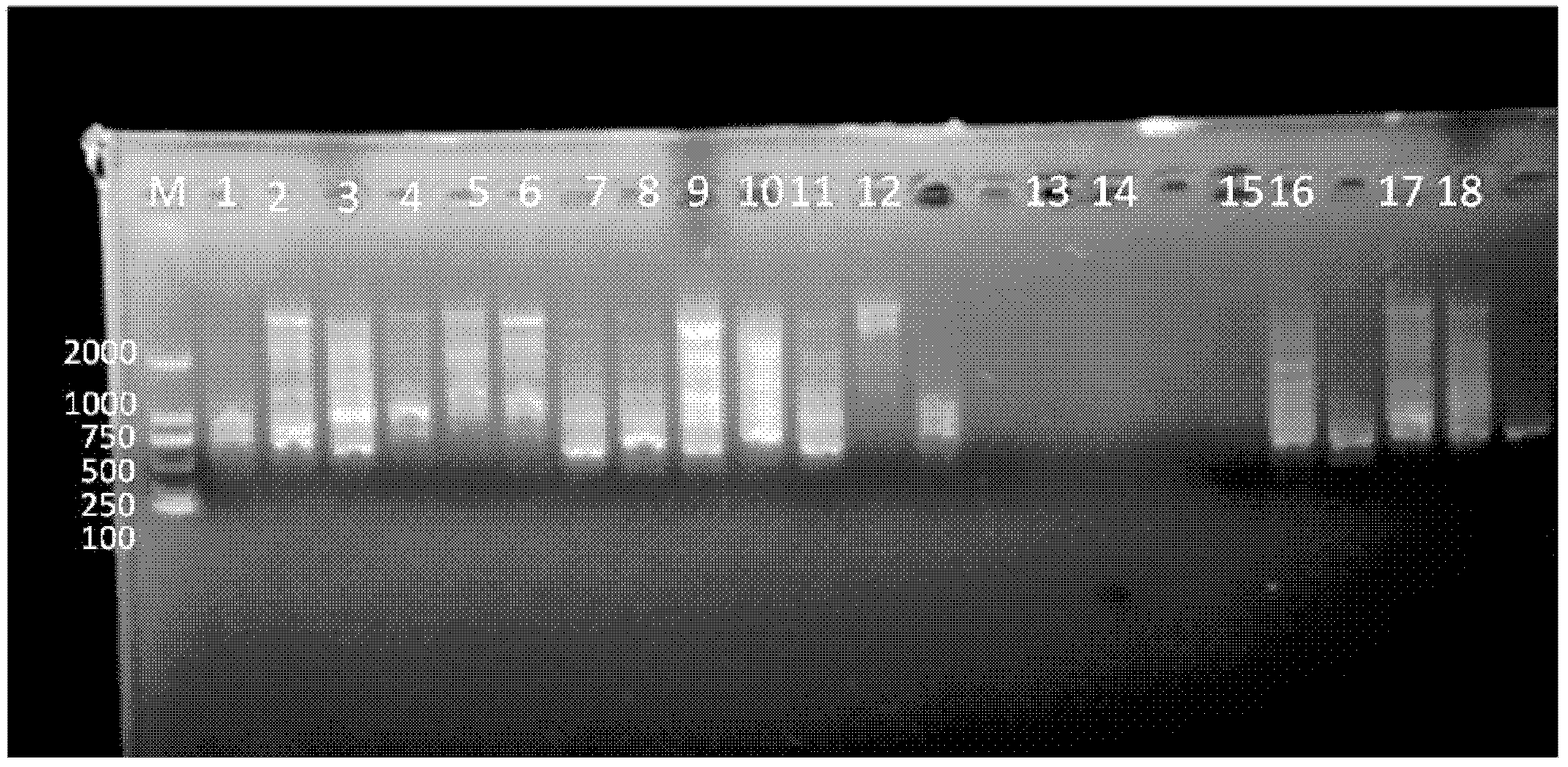 Method for building an ISSR (inter-simple sequence repeat) fingerprint applicable to distinguishing and identification of Ulmus varieties