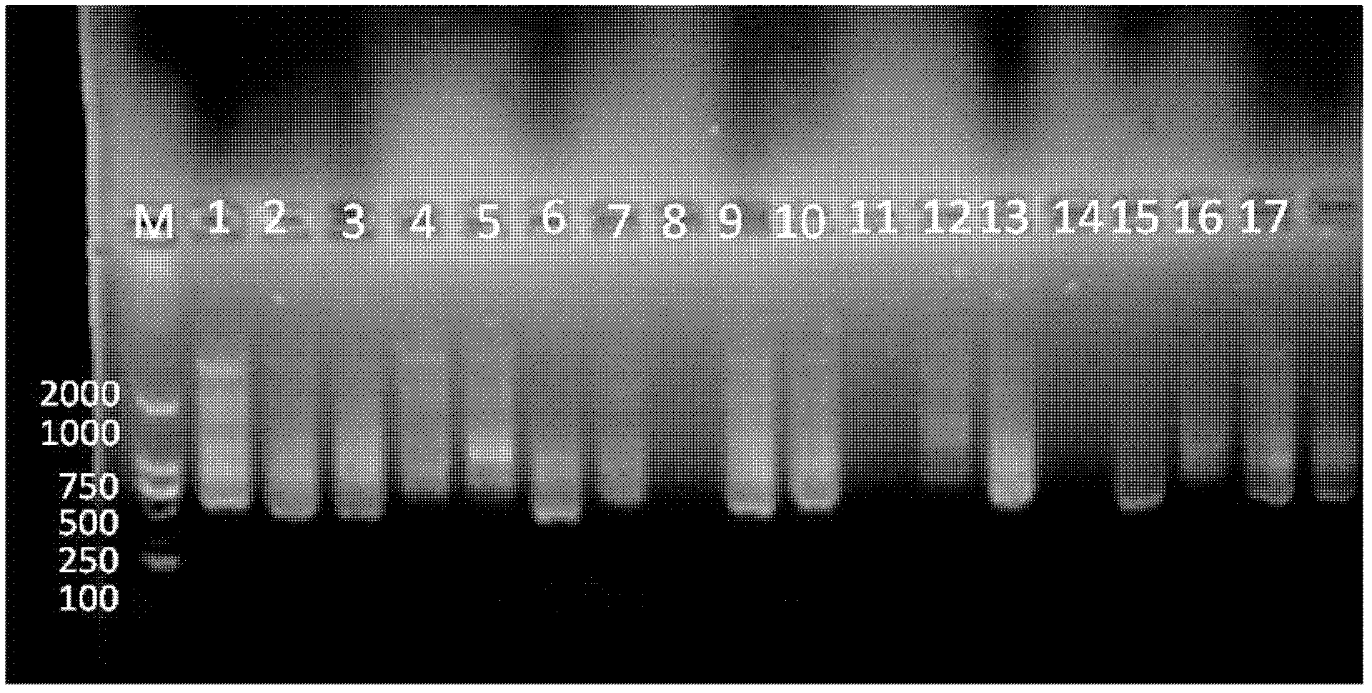 Method for building an ISSR (inter-simple sequence repeat) fingerprint applicable to distinguishing and identification of Ulmus varieties