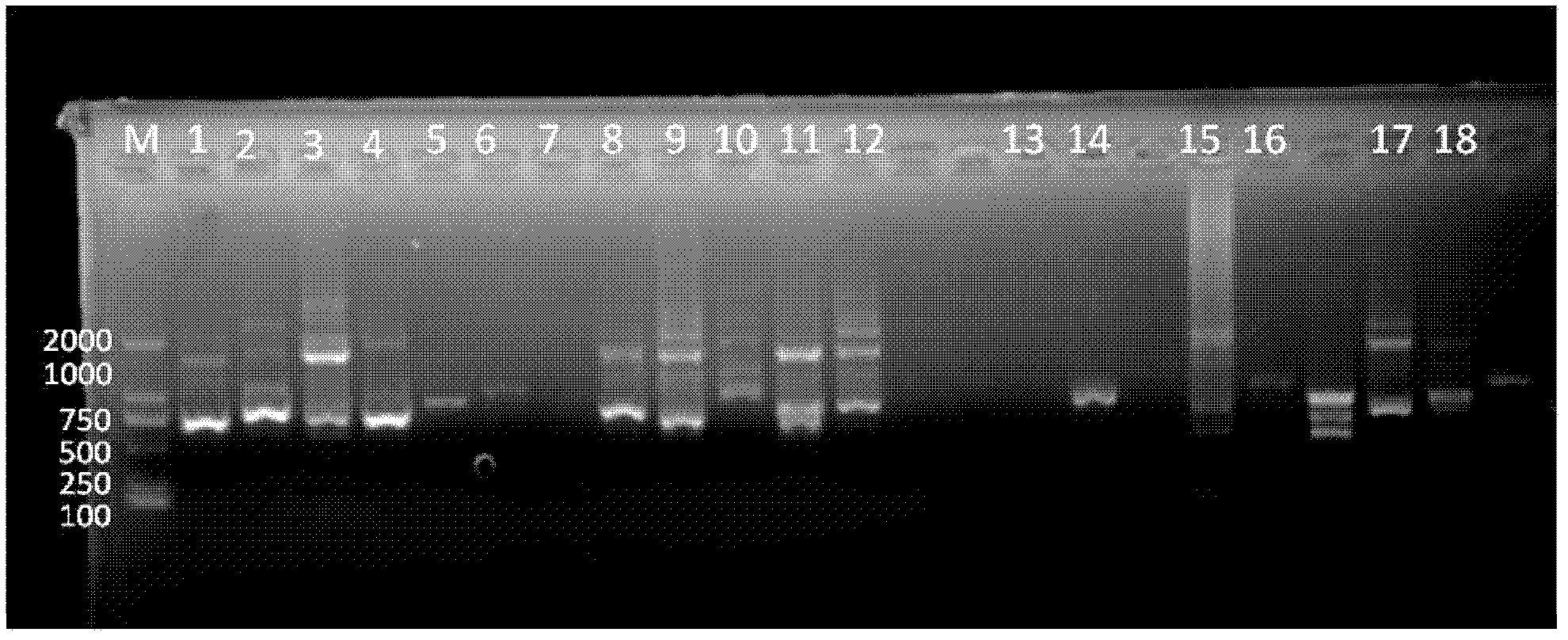 Method for building an ISSR (inter-simple sequence repeat) fingerprint applicable to distinguishing and identification of Ulmus varieties