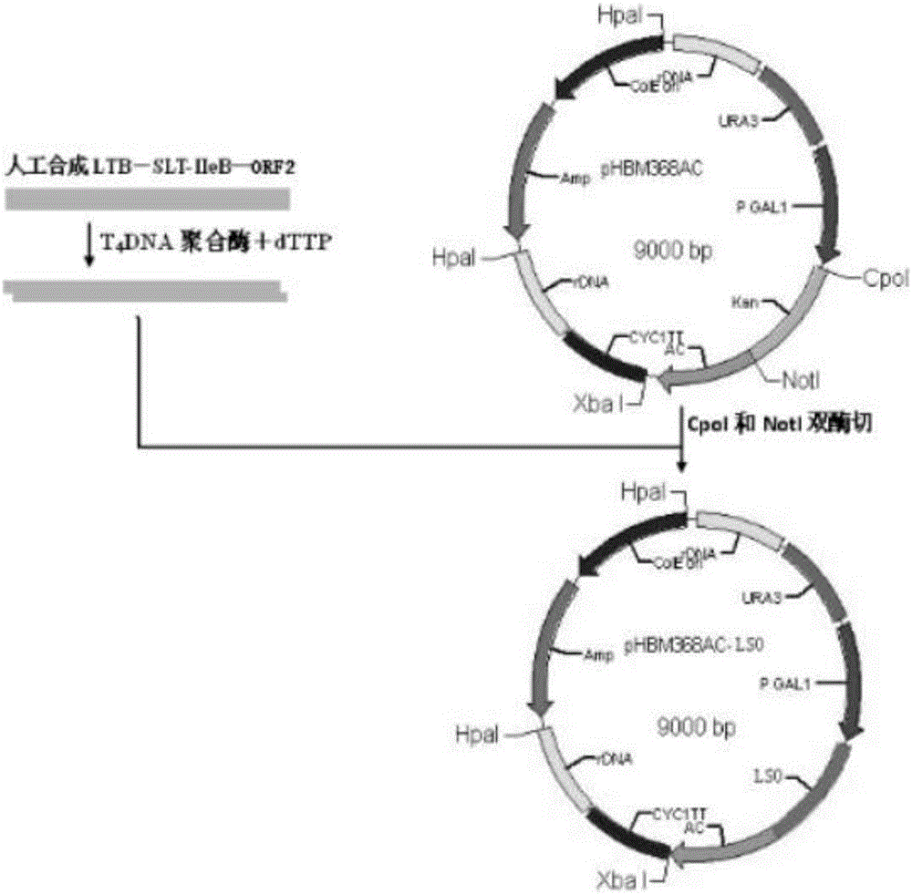 Engineering yeast strain for preventing porcine circovirus disease