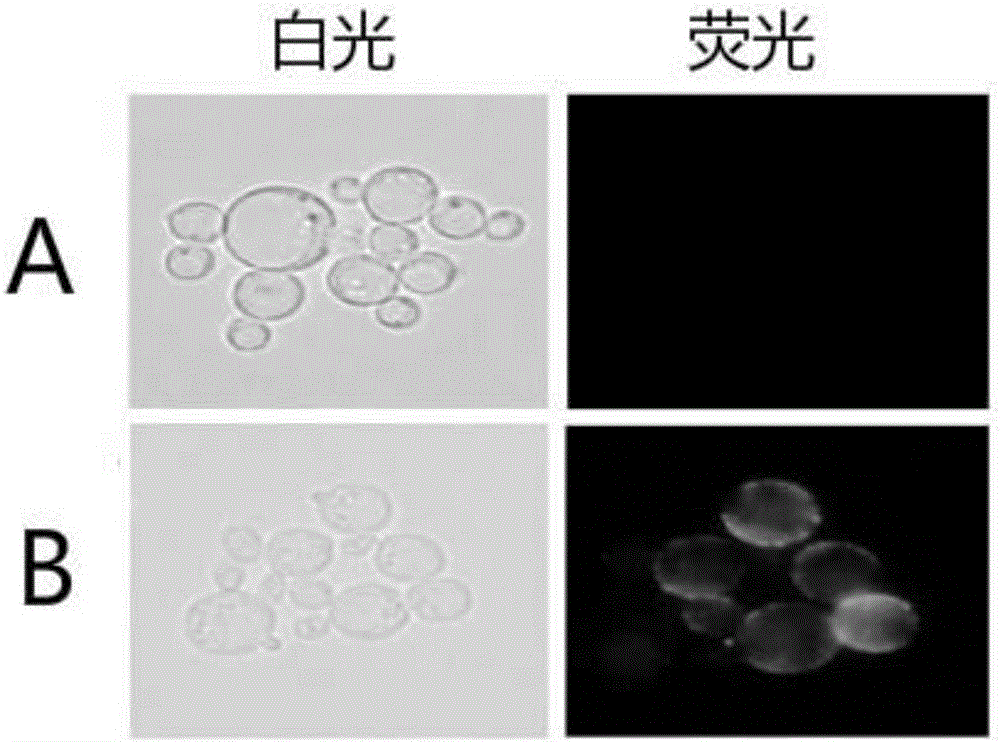 Engineering yeast strain for preventing porcine circovirus disease