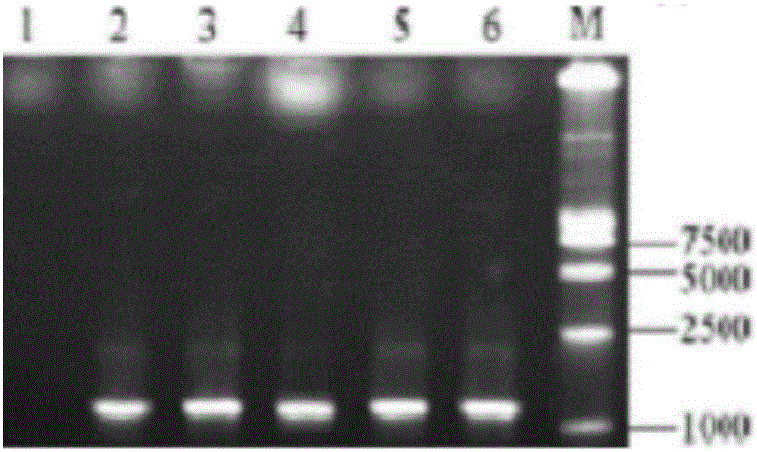 Engineering yeast strain for preventing porcine circovirus disease