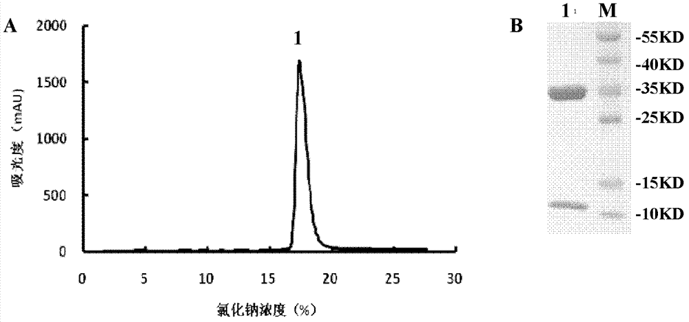 CTL epitope polypeptide of porcine reproductive and respiratory syndrome virus (PRRSV) and application thereof