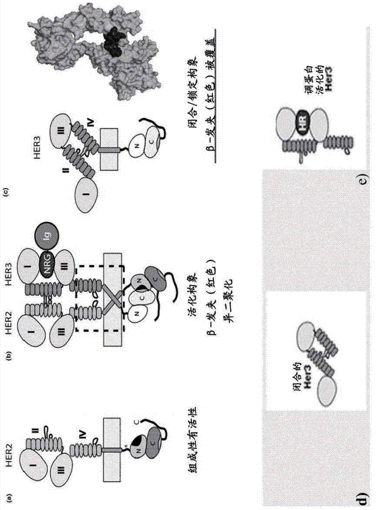 HER3 antigen binding proteins binding to the beta-hairpin of HER3