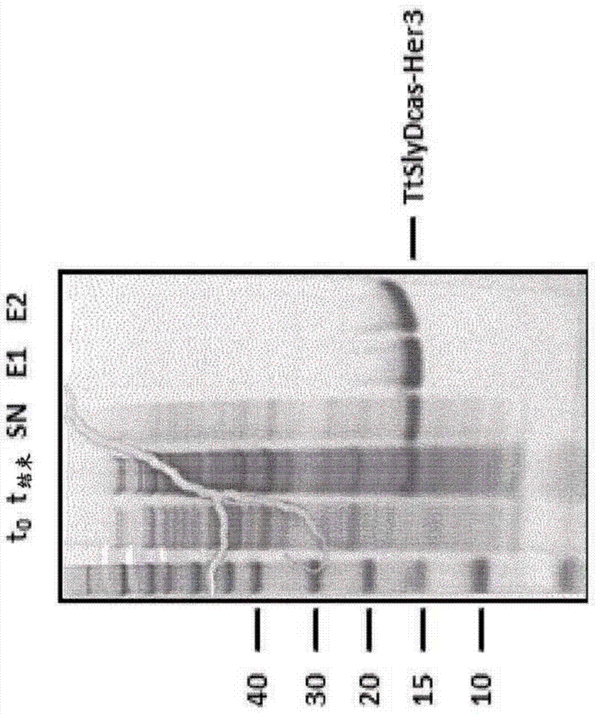 HER3 antigen binding proteins binding to the beta-hairpin of HER3