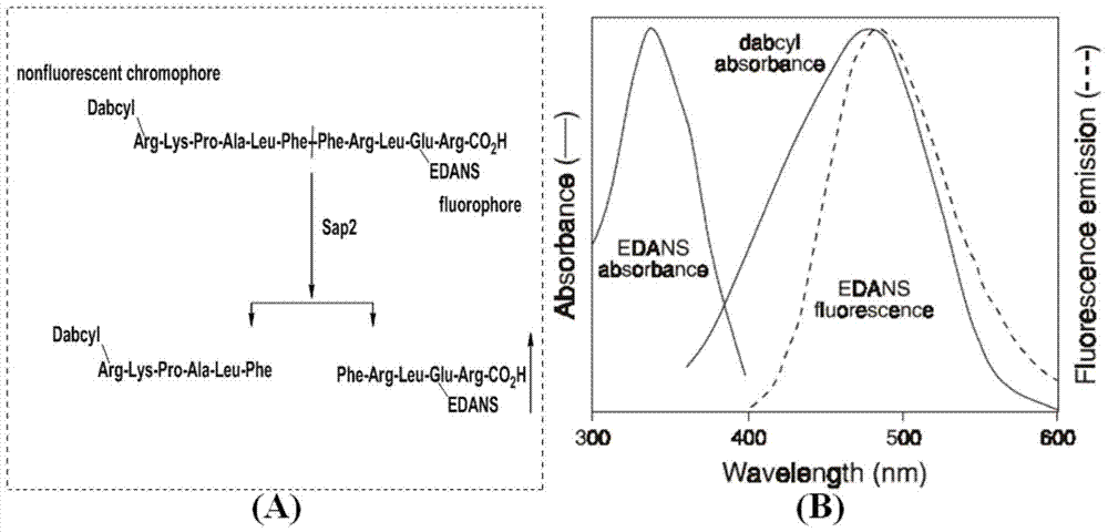 Substituted thiazolone secreted aspartic acid protease inhibitor and preparation method thereof