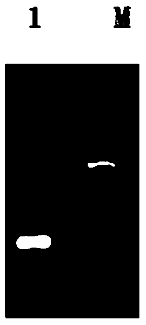 Gluconobacter oxydans promoter and its application