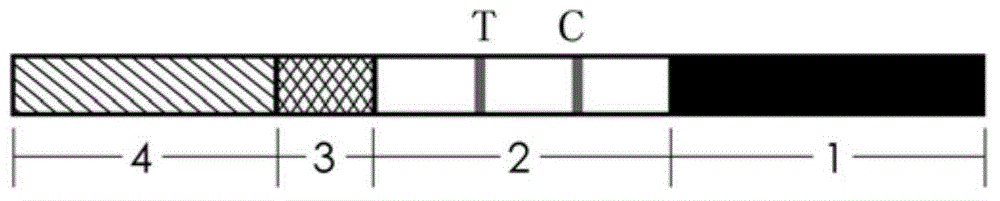 Mycoplasma urealytium immunogold labeling detection kit and detection method