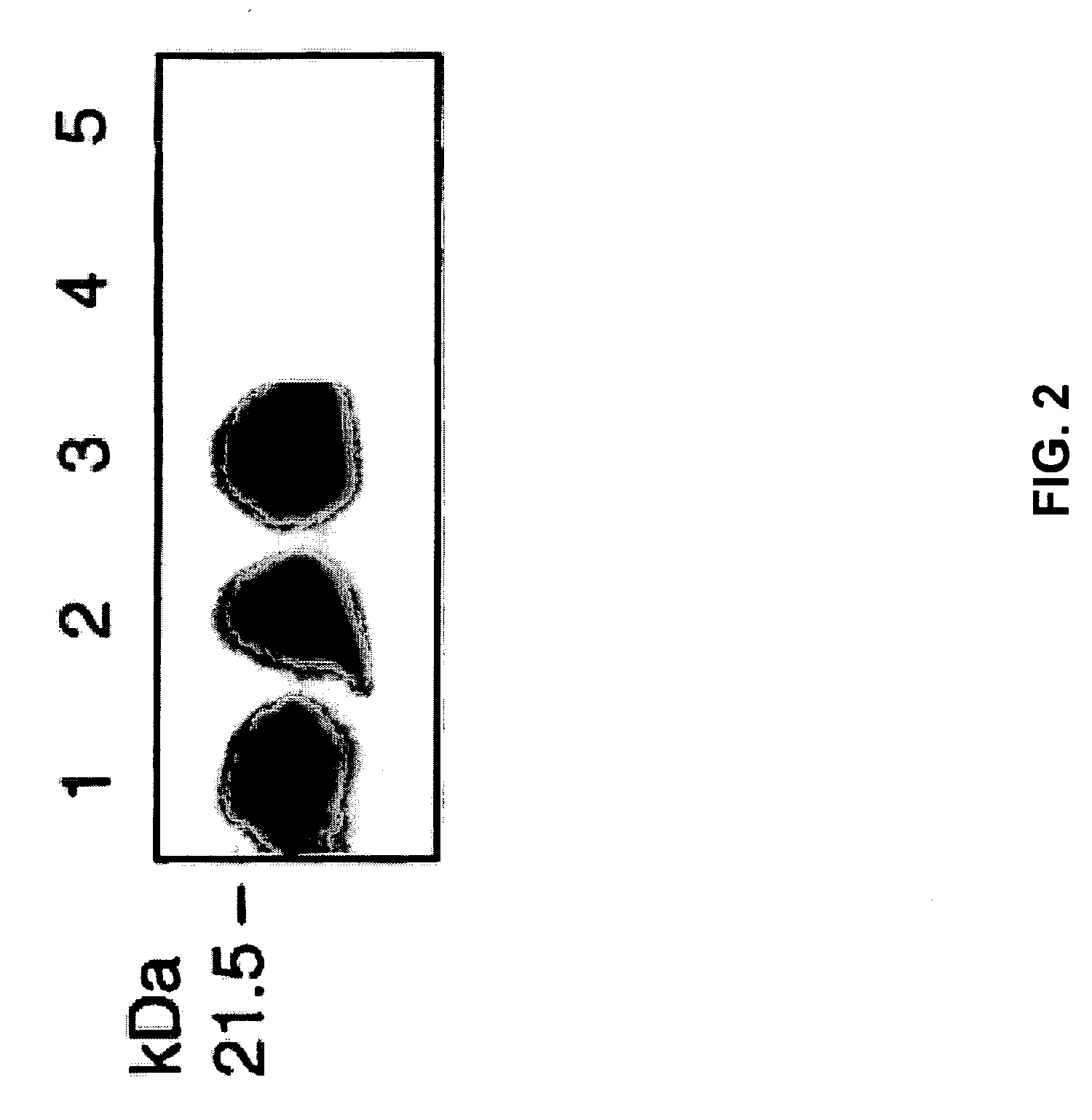 Muir-Torre-like syndrome in Fhit deficient mice