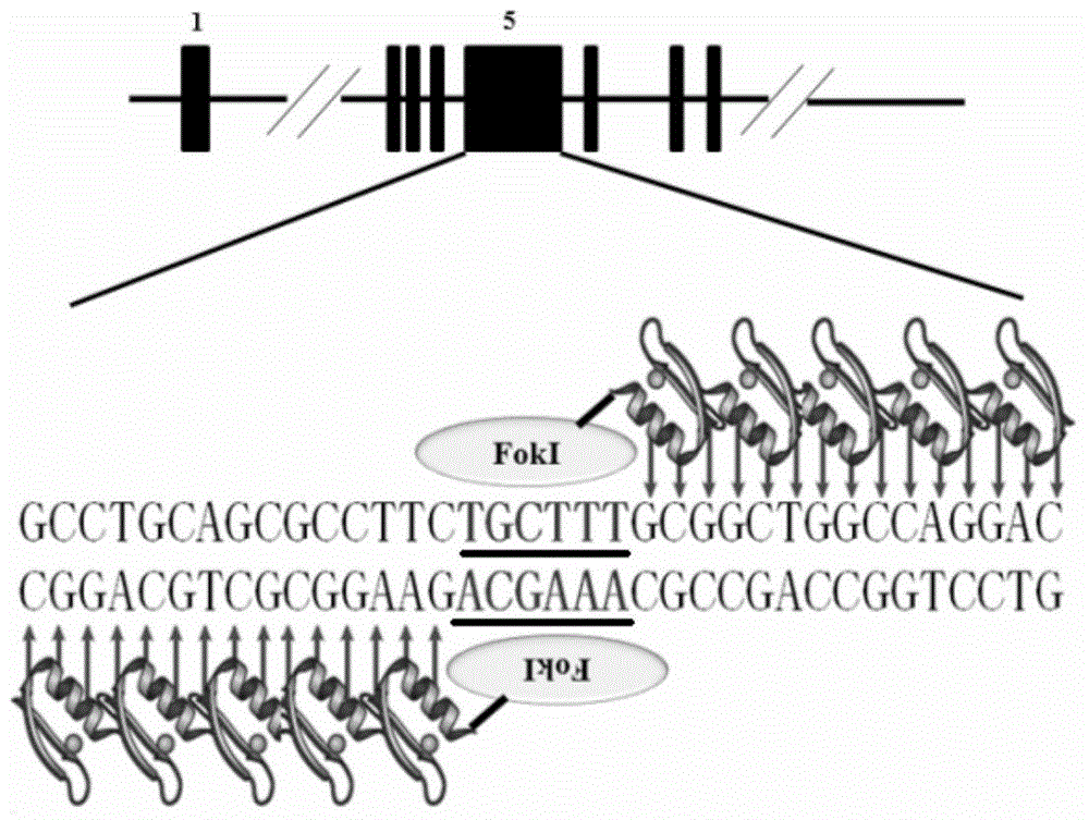 Production method and applications of autosomal dominant polycystic kidney disease gene mutation pig