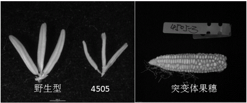 Maize MS8 gene mutant as well as molecular identification method and application thereof