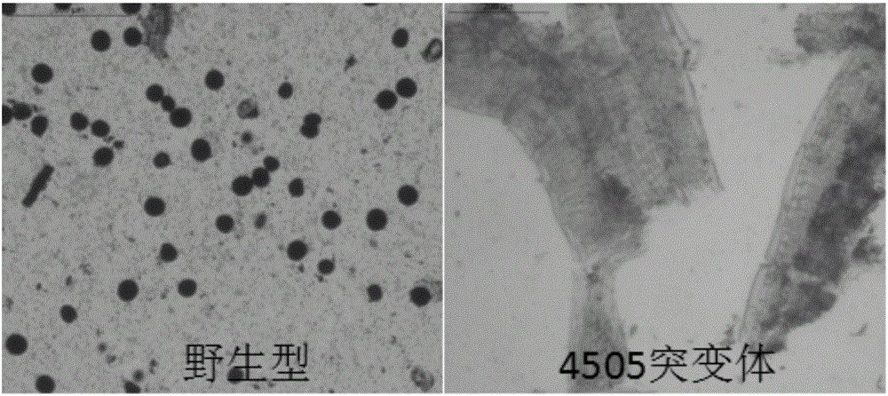 Maize MS8 gene mutant as well as molecular identification method and application thereof