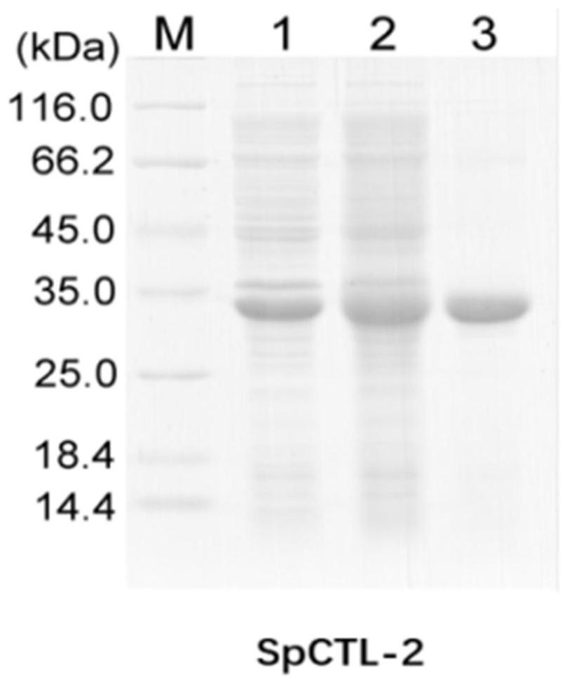 Scylla paramamosain C-type lectin as well as preparation method and application thereof