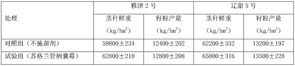 Method for promoting growth of sweet sorghum in saline-alkali soil through arbuscular mycorrhizal fungi