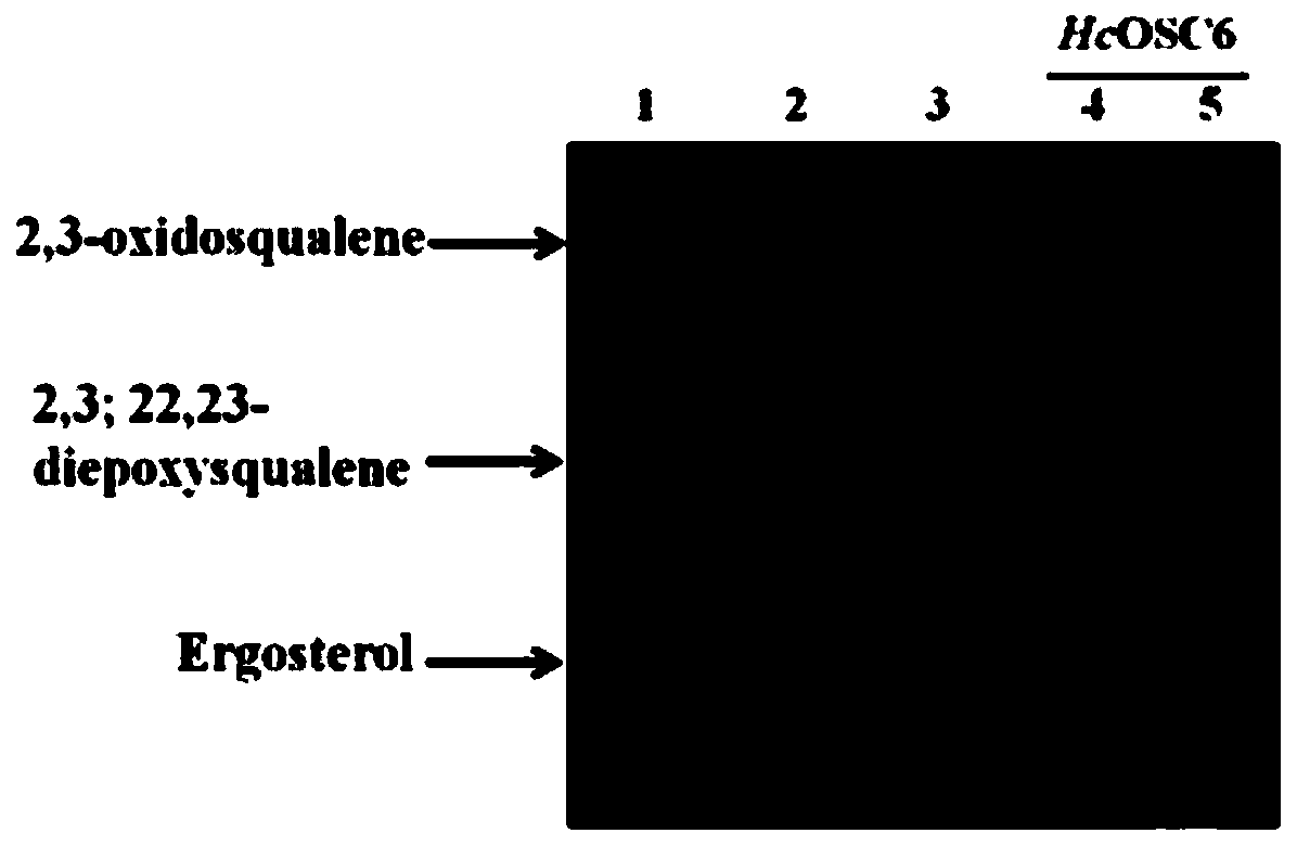 Hemsleya amabilis triterpene synthetase HcOSC6 gene and engineering bacteria thereof as well as application to preparation of gourd dienol