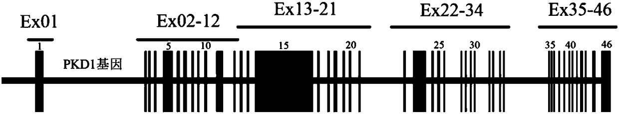 A detection method and a detection kit for PKD1 gene and PKD2 gene mutation