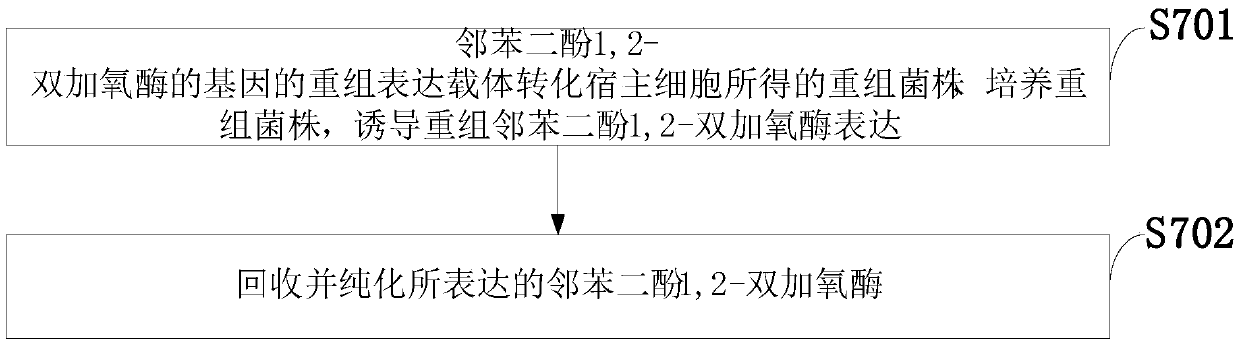 Low-temperature catechol 1,2-dioxygenase from animal waste metagenome, and encoding gene and preparing method thereof