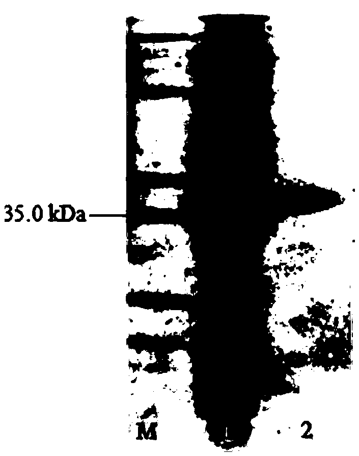 Low-temperature catechol 1,2-dioxygenase from animal waste metagenome, and encoding gene and preparing method thereof