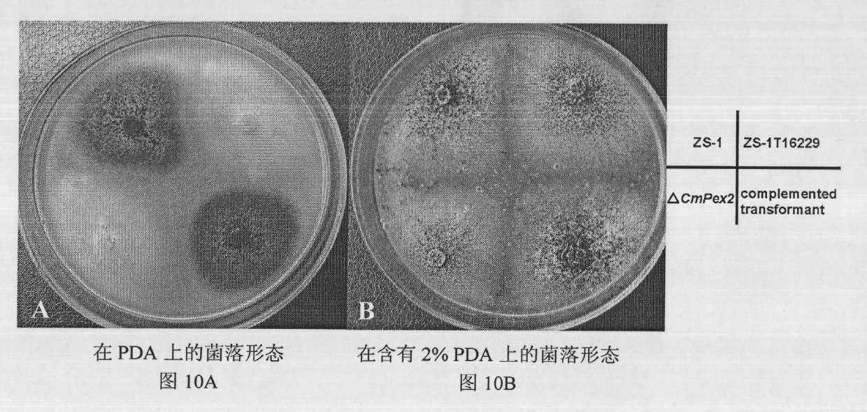 Biocontrol fungus coniothyrium minitans sporulation-related gene CmPex2 and application thereof