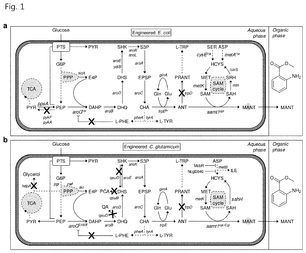 Recombinant microorganism capable of producing methyl anthranilate and method of producing methyl anthranilate using the same