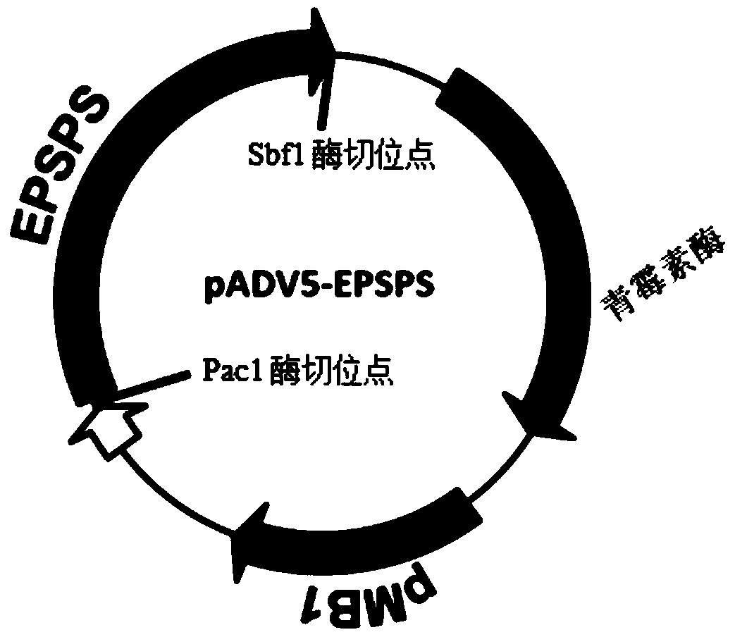 A kind of plant epsps mutant containing a138t ​​mutation and its coding gene and application