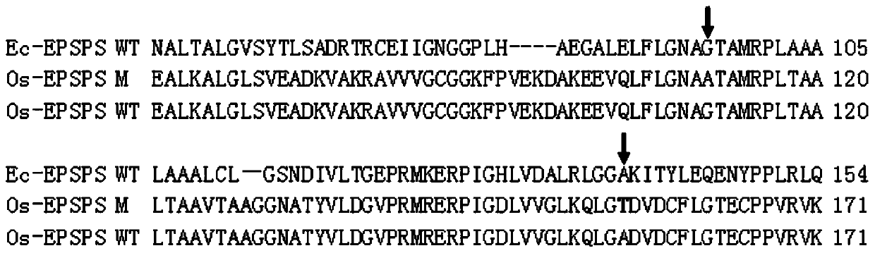 A kind of plant epsps mutant containing a138t ​​mutation and its coding gene and application