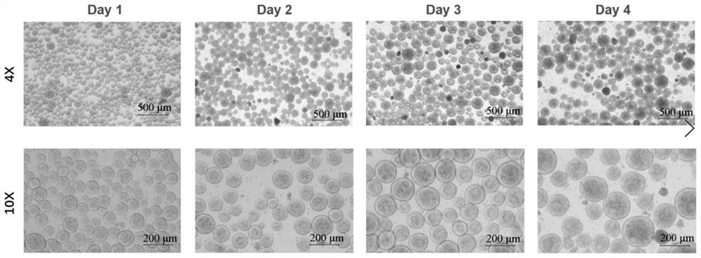 Method for preparing pancreatic beta cells and application of pancreatic beta cells