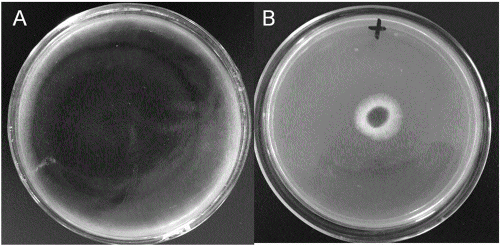 Application of shorttube lycoris flower extract in preparation of medicine for treating or preventing fungal diseases