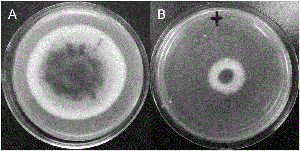 Application of shorttube lycoris flower extract in preparation of medicine for treating or preventing fungal diseases