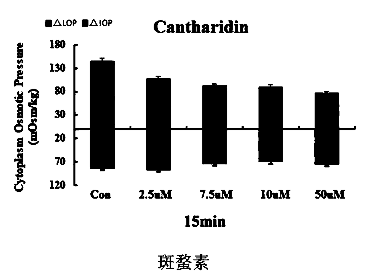 Drug composition for treating encephaledema by taking intracellular osmotic pressure as target