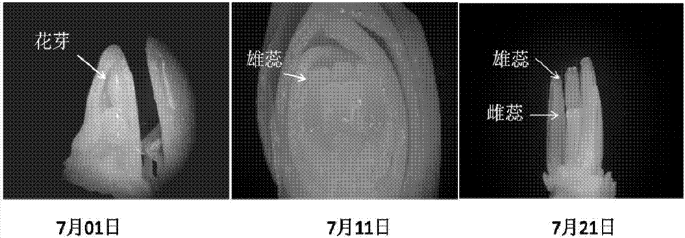 Tulip species Shangnongzaoxia flowering regulation technology and application thereof in combined pot