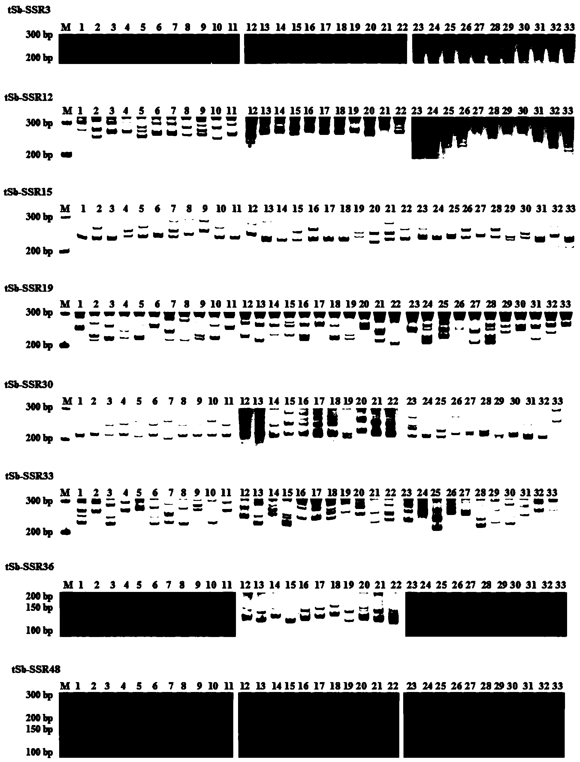 Sacalia bealei microsatellite marked specific primer and detection method