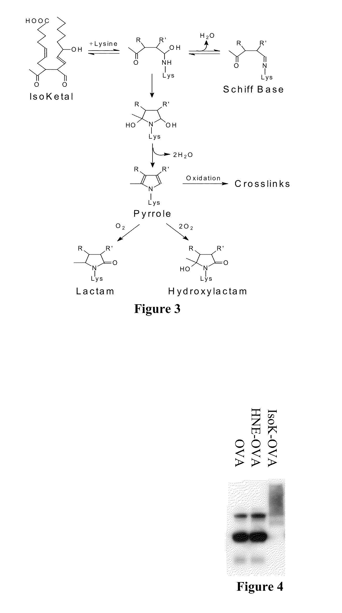 Isoketal scavengers and mitigation of disorders involving oxidative injury