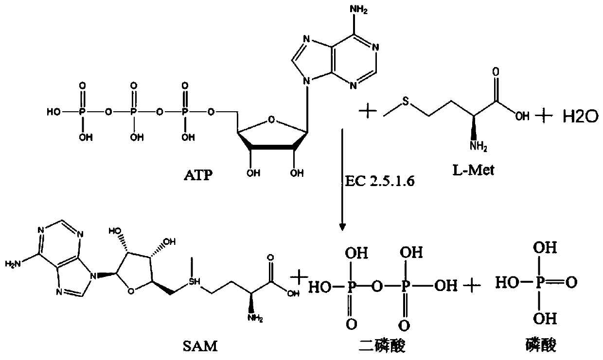 Recombinant escherichia coli engineering bacteria and method for preparing S-adenosylmethionine by using same