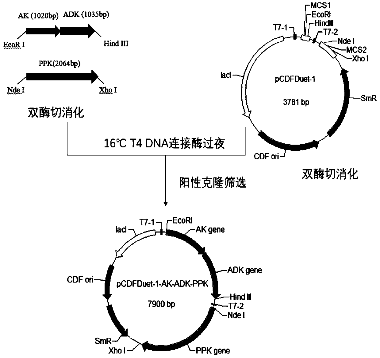 Recombinant escherichia coli engineering bacteria and method for preparing S-adenosylmethionine by using same