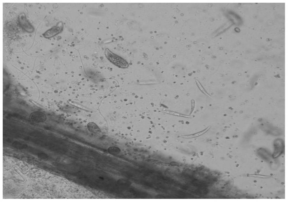 Biofilm carrier and domestication method thereof