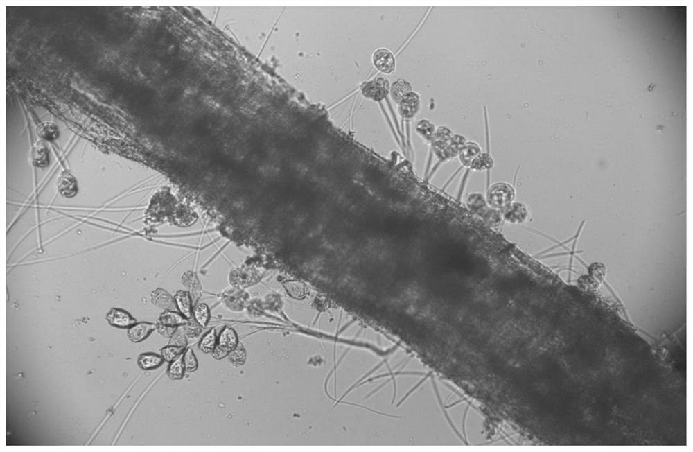 Biofilm carrier and domestication method thereof