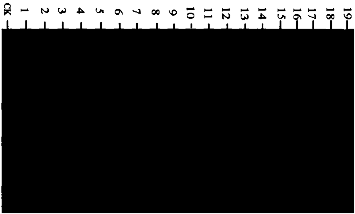 Quick screening method of peanut mutant and application