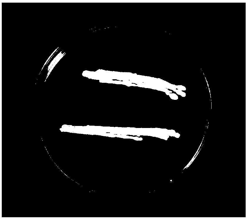 Bacillus subtilis and application thereof