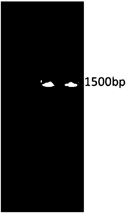 Bacillus subtilis and application thereof