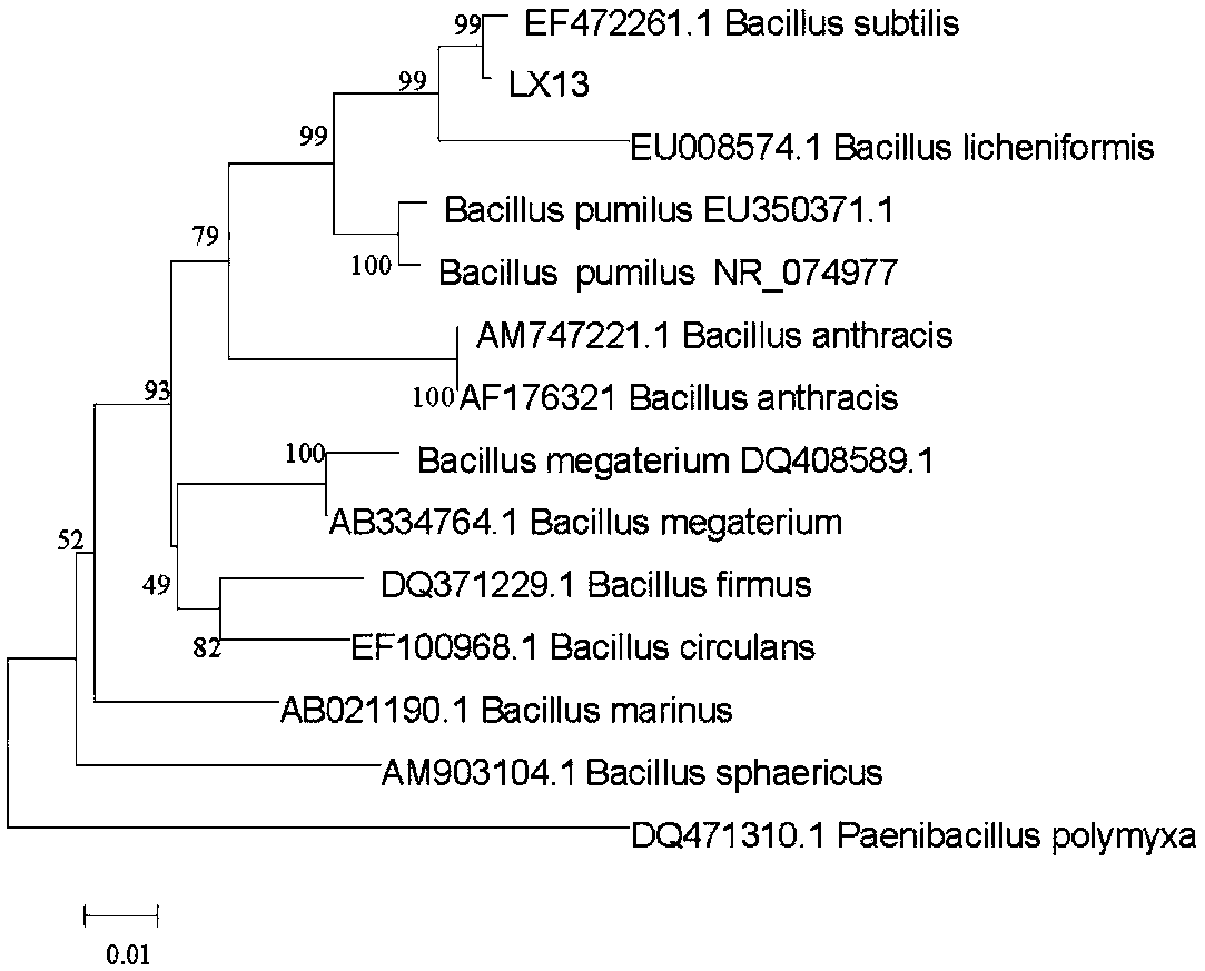 Bacillus subtilis and application thereof