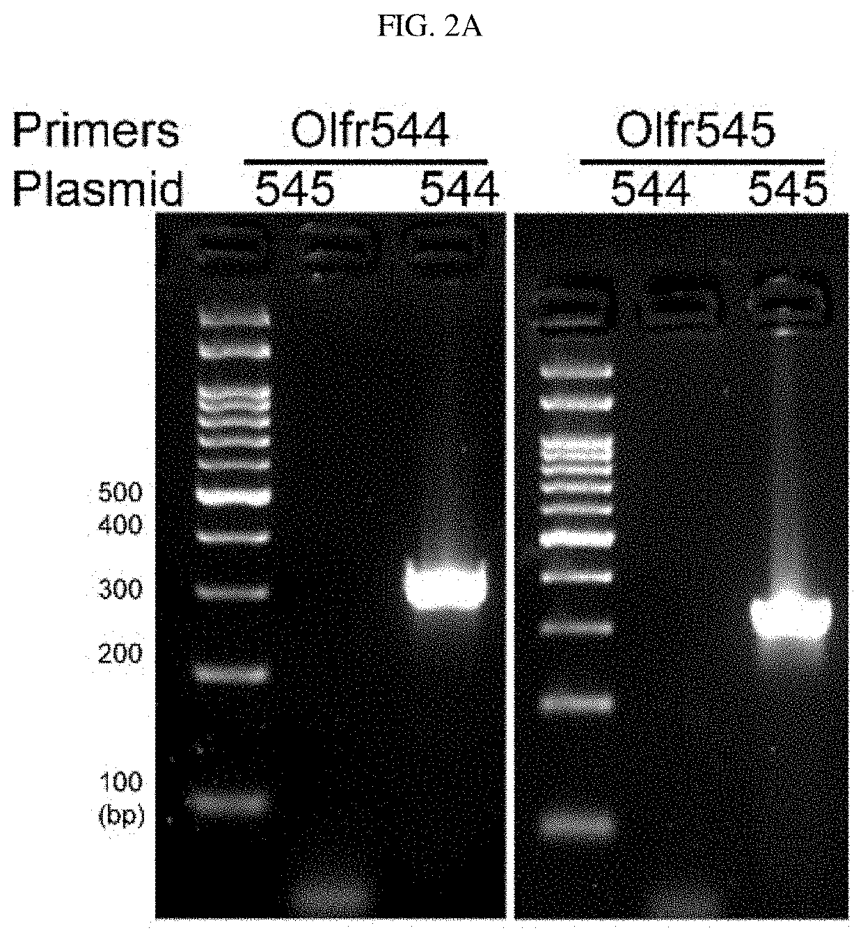 Composition for promoting skeletal muscle activity via induction of mitochondrial biogenesis comprising of azelaic acid as an active ingredient