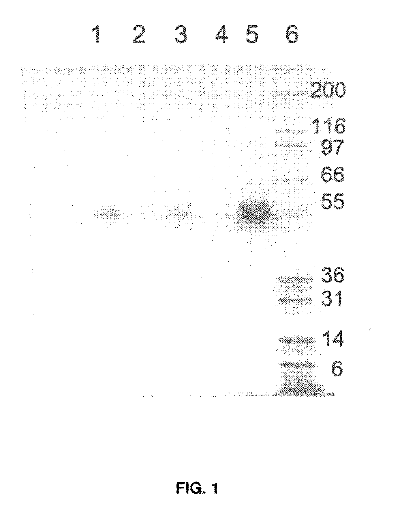 Method for purifying gla-domain coagulation proteins